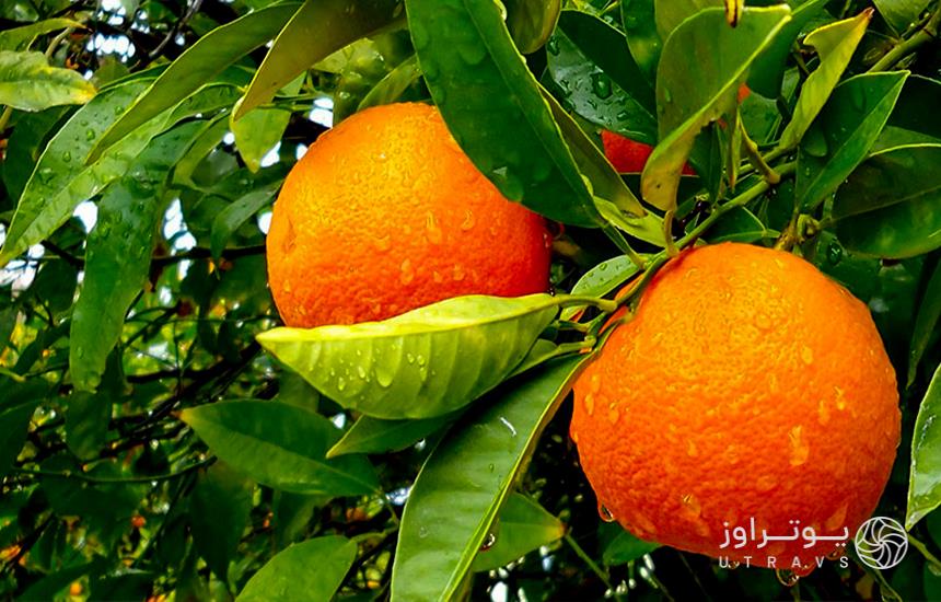 Citrus Bandar Abbas